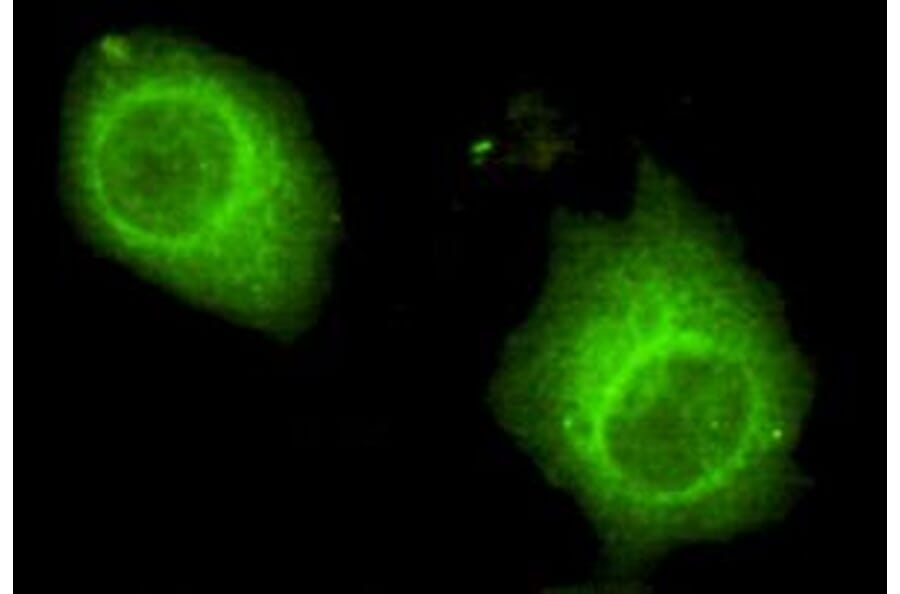 Anti-USP7 (C-terminus) Antibody from Bioworld Technology (MB0073) - Antibodies.com