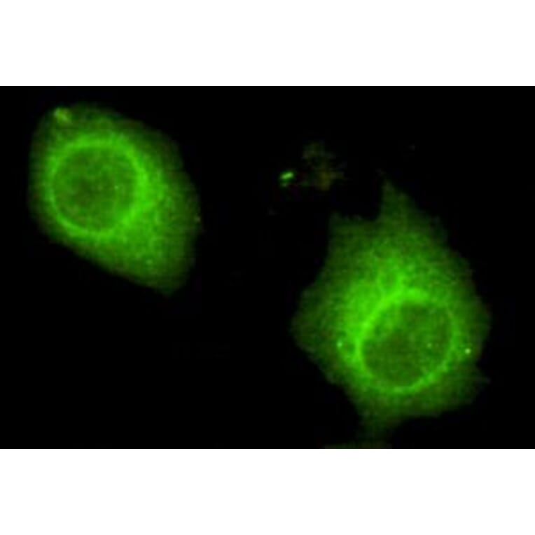 Anti-USP7 (C-terminus) Antibody from Bioworld Technology (MB0073) - Antibodies.com