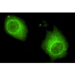 Anti-USP7 (C-terminus) Antibody from Bioworld Technology (MB0073) - Antibodies.com