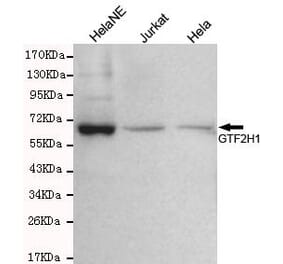 Anti-GTF2H1 Antibody from Bioworld Technology (MB0075) - Antibodies.com