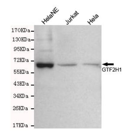 Anti-GTF2H1 Antibody from Bioworld Technology (MB0075) - Antibodies.com