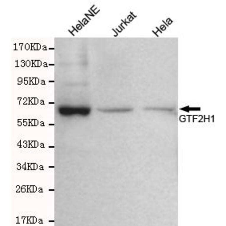 Anti-GTF2H1 Antibody from Bioworld Technology (MB0075) - Antibodies.com