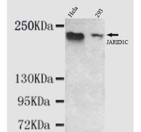 Anti-KDM5C (C-terminus) Antibody from Bioworld Technology (MB0076) - Antibodies.com