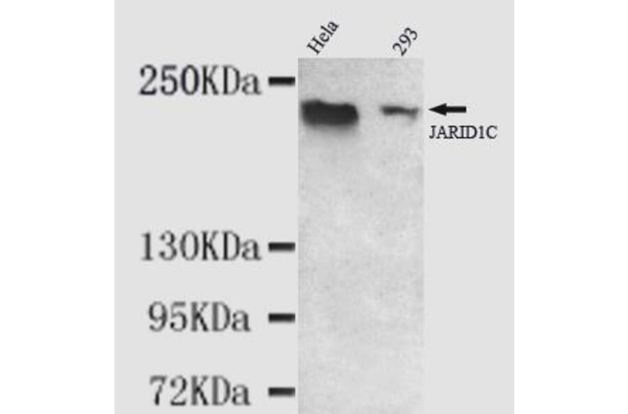 Anti-KDM5C (C-terminus) Antibody from Bioworld Technology (MB0076) - Antibodies.com
