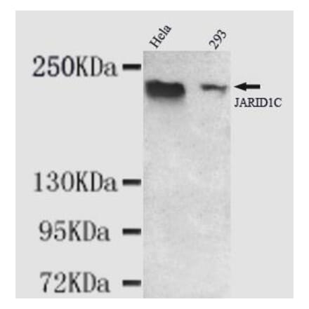 Anti-KDM5C (C-terminus) Antibody from Bioworld Technology (MB0076) - Antibodies.com