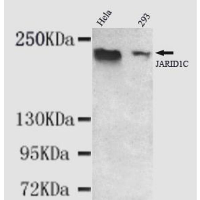 Anti-KDM5C (C-terminus) Antibody from Bioworld Technology (MB0076) - Antibodies.com