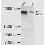 Anti-KDM5C (C-terminus) Antibody from Bioworld Technology (MB0076) - Antibodies.com