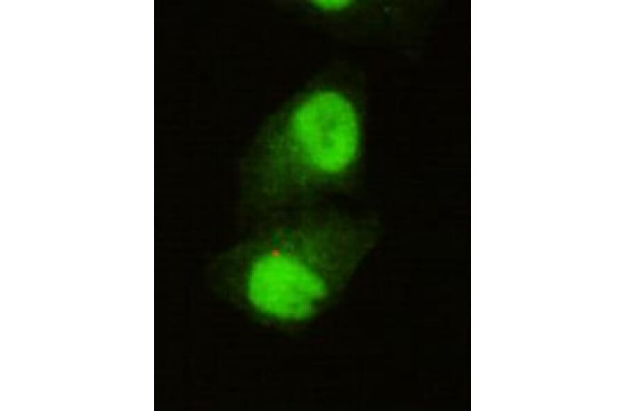Anti-KDM5C (C-terminus) Antibody from Bioworld Technology (MB0076) - Antibodies.com