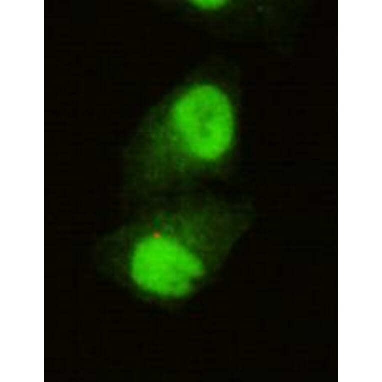 Anti-KDM5C (C-terminus) Antibody from Bioworld Technology (MB0076) - Antibodies.com