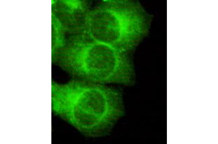Anti-MAP-2 Antibody from Bioworld Technology (MB0078) - Antibodies.com