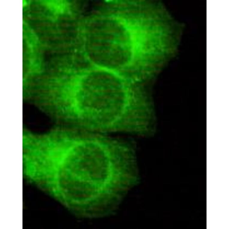 Anti-MAP-2 Antibody from Bioworld Technology (MB0078) - Antibodies.com