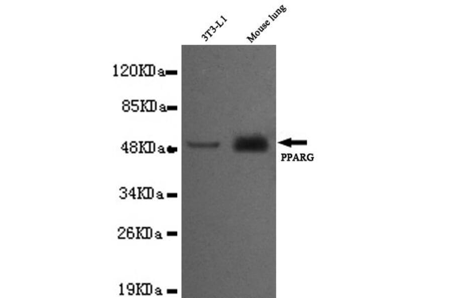 Anti-PPAR-γ (C-terminus) Antibody from Bioworld Technology (MB0080) - Antibodies.com