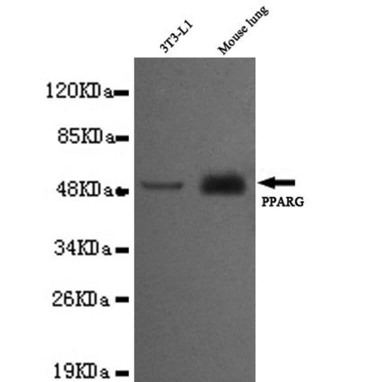 Anti-PPAR-γ (C-terminus) Antibody from Bioworld Technology (MB0080) - Antibodies.com