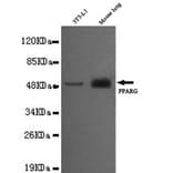 Anti-PPAR-γ (C-terminus) Antibody from Bioworld Technology (MB0080) - Antibodies.com