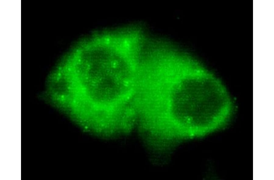 Anti-Cytokeratin 7 (C-terminus) Antibody from Bioworld Technology (MB0081) - Antibodies.com