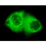 Anti-Cytokeratin 7 (C-terminus) Antibody from Bioworld Technology (MB0081) - Antibodies.com