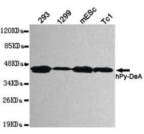 Anti-Pyruvate Dehydrogenase Antibody from Bioworld Technology (MB0082) - Antibodies.com