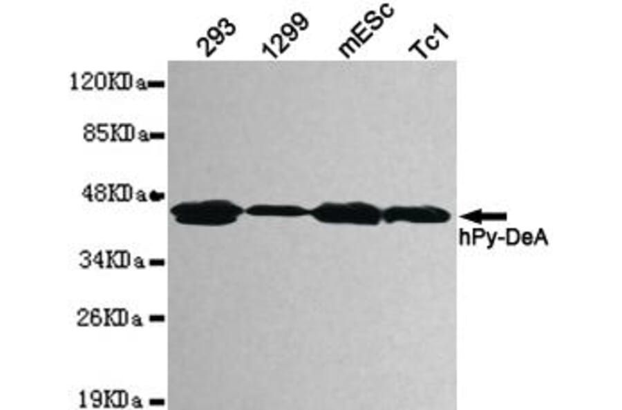 Anti-Pyruvate Dehydrogenase Antibody from Bioworld Technology (MB0082) - Antibodies.com