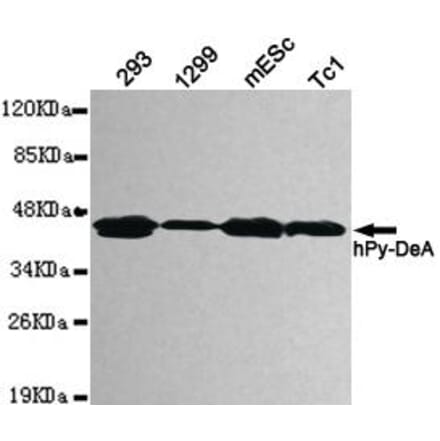 Anti-Pyruvate Dehydrogenase Antibody from Bioworld Technology (MB0082) - Antibodies.com