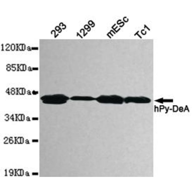 Anti-Pyruvate Dehydrogenase Antibody from Bioworld Technology (MB0082) - Antibodies.com