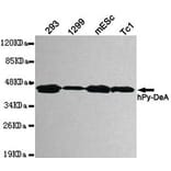 Anti-Pyruvate Dehydrogenase Antibody from Bioworld Technology (MB0082) - Antibodies.com