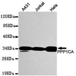 Anti-PP1A / PPP1CA (N-terminus) Antibody from Bioworld Technology (MB0084) - Antibodies.com