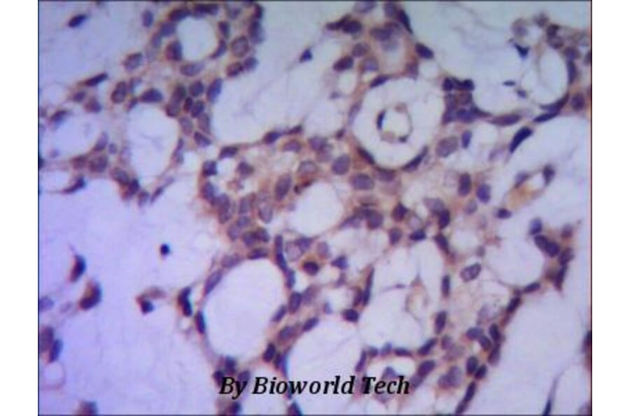 Anti-PP1A / PPP1CA (N-terminus) Antibody from Bioworld Technology (MB0084) - Antibodies.com
