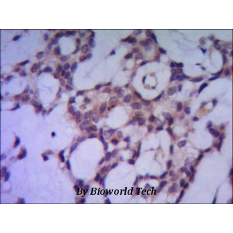 Anti-PP1A / PPP1CA (N-terminus) Antibody from Bioworld Technology (MB0084) - Antibodies.com