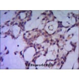 Anti-PP1A / PPP1CA (N-terminus) Antibody from Bioworld Technology (MB0084) - Antibodies.com