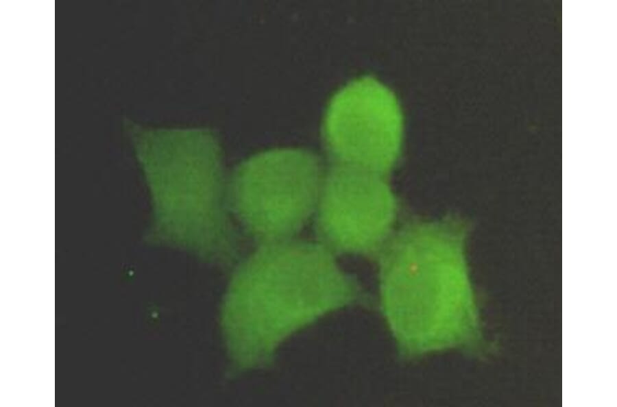 Anti-PP1A / PPP1CA (N-terminus) Antibody from Bioworld Technology (MB0084) - Antibodies.com