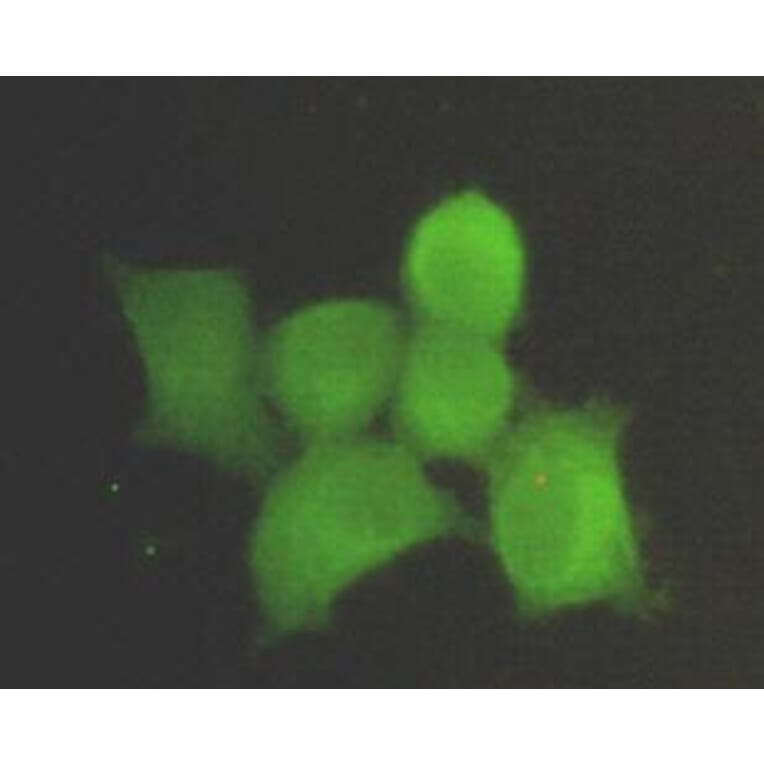 Anti-PP1A / PPP1CA (N-terminus) Antibody from Bioworld Technology (MB0084) - Antibodies.com