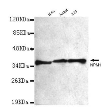 Anti-NPM1 Antibody from Bioworld Technology (MB0086) - Antibodies.com