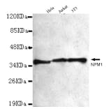 Anti-NPM1 Antibody from Bioworld Technology (MB0086) - Antibodies.com