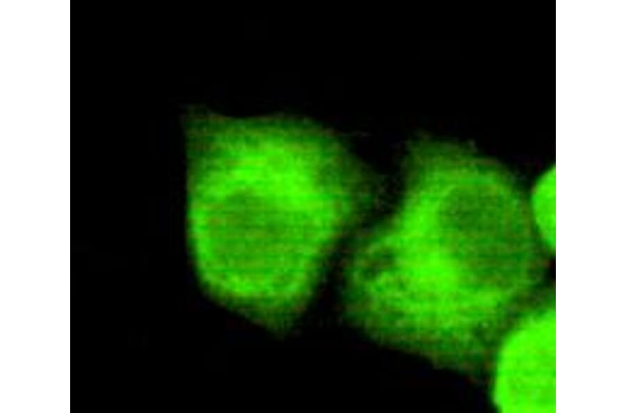 Anti-NPM1 Antibody from Bioworld Technology (MB0086) - Antibodies.com
