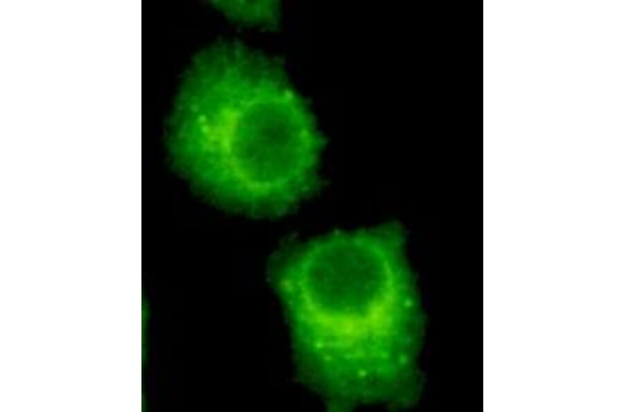 Anti-Rab2A (C-Terminus) Antibody from Bioworld Technology (MB0091) - Antibodies.com