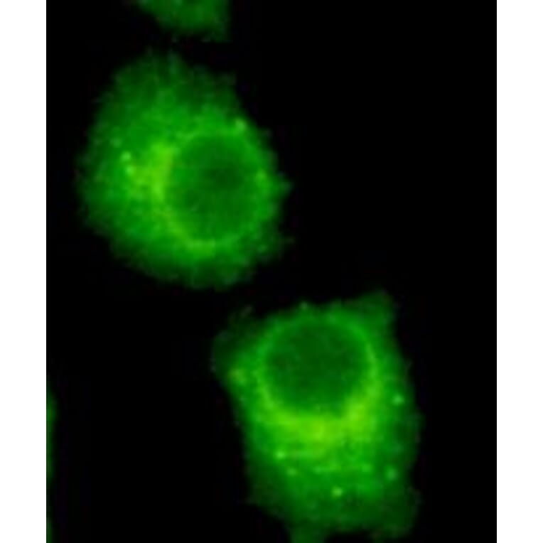 Anti-Rab2A (C-Terminus) Antibody from Bioworld Technology (MB0091) - Antibodies.com