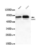 Anti-Ikaros (C-terminus) Antibody from Bioworld Technology (MB0092) - Antibodies.com