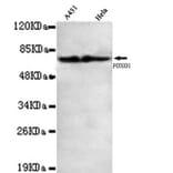 Anti-FKHR / FoxO1 (C-terminus) Antibody from Bioworld Technology (MB0093) - Antibodies.com