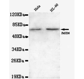 Anti-JMJD6 (N-terminus) Antibody from Bioworld Technology (MB0100) - Antibodies.com