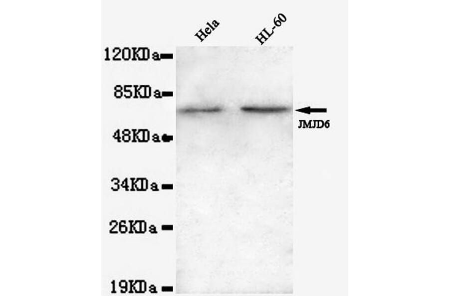 Anti-JMJD6 (N-terminus) Antibody from Bioworld Technology (MB0100) - Antibodies.com