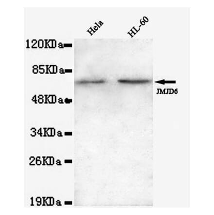 Anti-JMJD6 (N-terminus) Antibody from Bioworld Technology (MB0100) - Antibodies.com