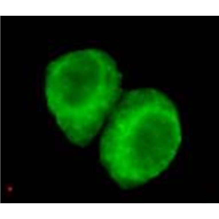 Anti-JMJD6 (N-terminus) Antibody from Bioworld Technology (MB0100) - Antibodies.com