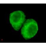 Anti-JMJD6 (N-terminus) Antibody from Bioworld Technology (MB0100) - Antibodies.com