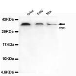 Anti-CDK5 (N-terminus) Antibody from Bioworld Technology (MB0101) - Antibodies.com