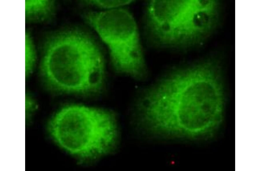 Anti-CDK5 (N-terminus) Antibody from Bioworld Technology (MB0101) - Antibodies.com