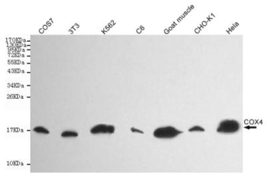 Anti-Cox-4(C-terminus) Antibody from Bioworld Technology (MB0102) - Antibodies.com