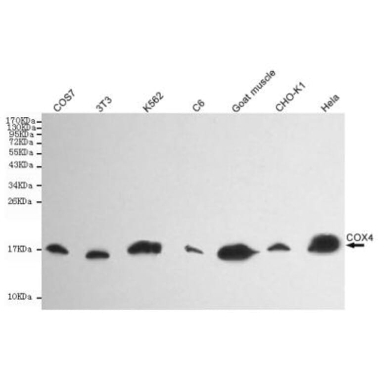 Anti-Cox-4(C-terminus) Antibody from Bioworld Technology (MB0102) - Antibodies.com