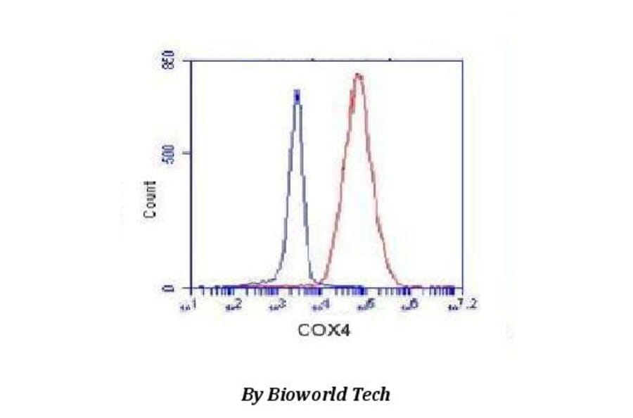 Anti-Cox-4(C-terminus) Antibody from Bioworld Technology (MB0102) - Antibodies.com