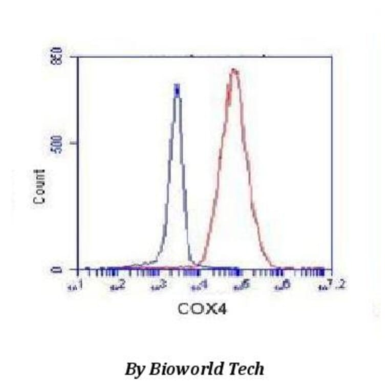 Anti-Cox-4(C-terminus) Antibody from Bioworld Technology (MB0102) - Antibodies.com