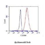 Anti-Cox-4(C-terminus) Antibody from Bioworld Technology (MB0102) - Antibodies.com